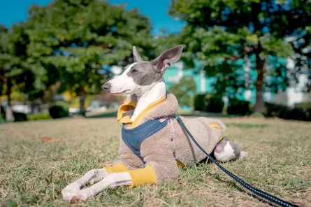 東京のペット可で犬と泊まれるホテルの宿10選！