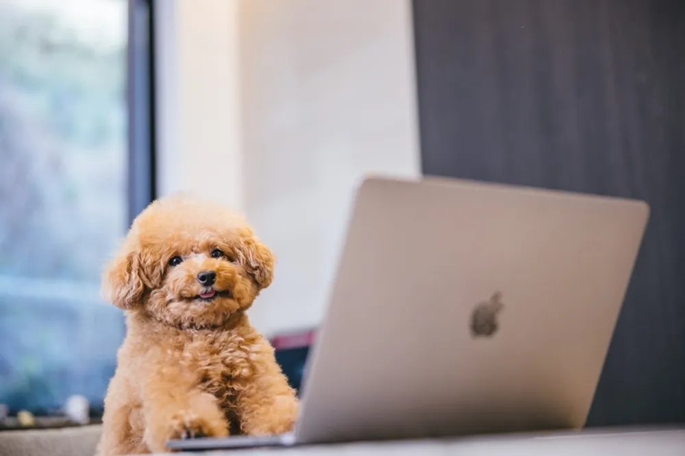 日本橋にあるプロジェクター付きのホテル5選！デートや女子会・オタ活にぴったりなお宿をご紹介！