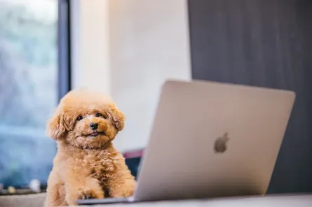 日本橋にあるプロジェクター付きのホテル5選！デートや女子会・オタ活にぴったりなお宿をご紹介！